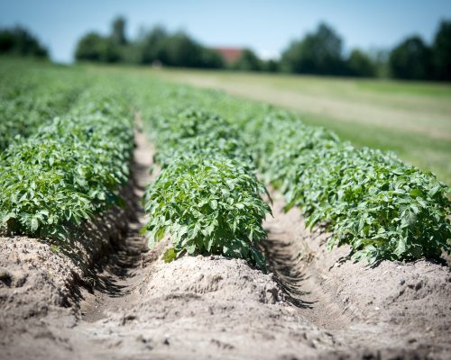 agriculture, potato, crop-2654157.jpg