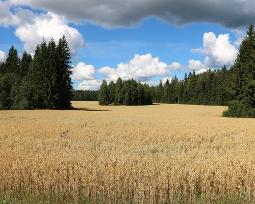 field-countryside-grain-3591804.jpg