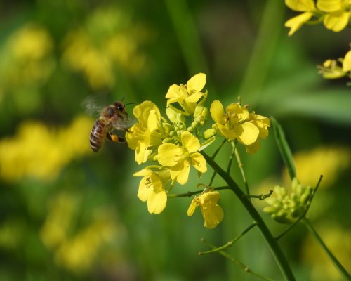 rapeseed-4479515_1920.jpg